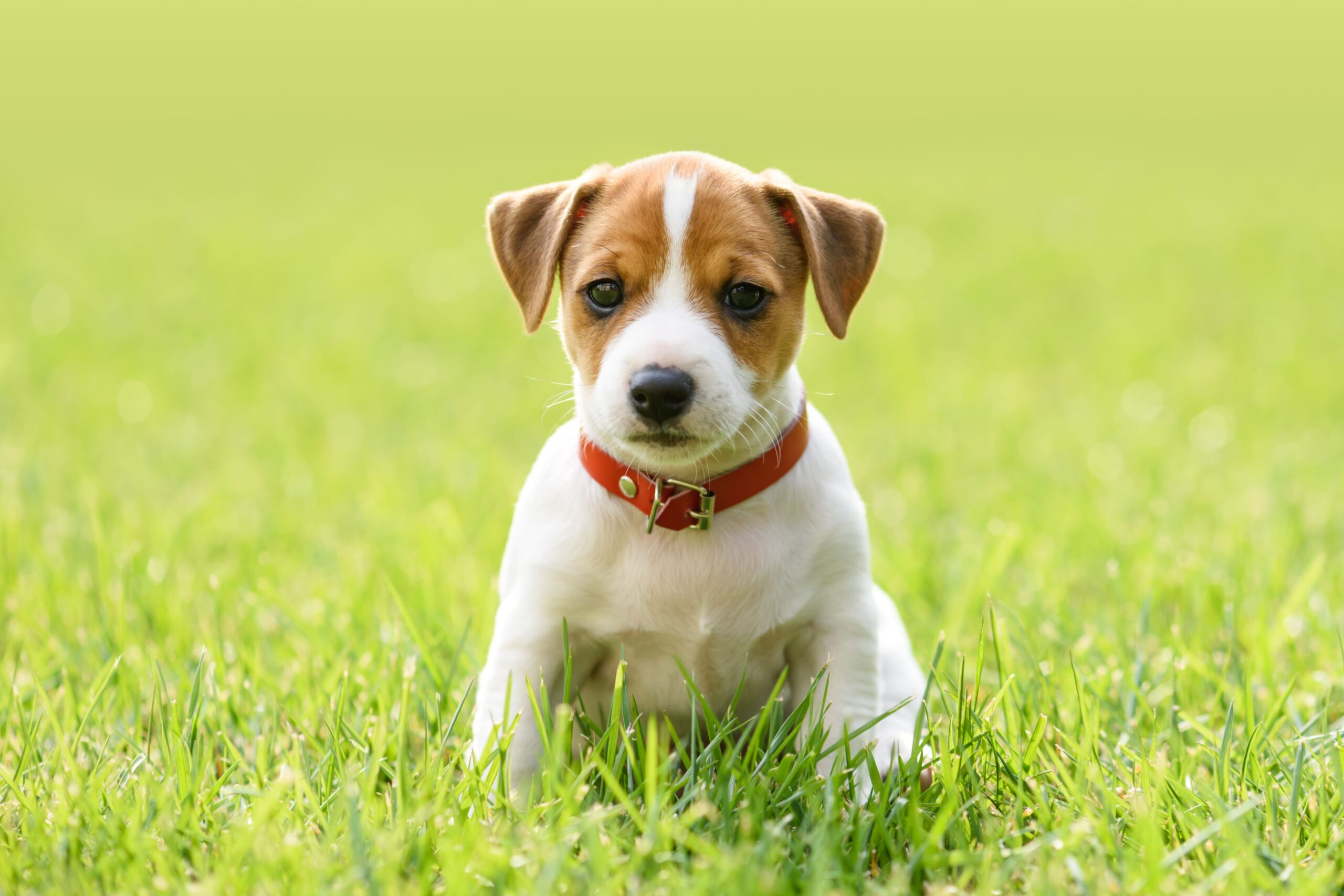 a-small-white-dog-puppy-breed-jack-russel-terrier-2021-08-28-05-20-05-utc