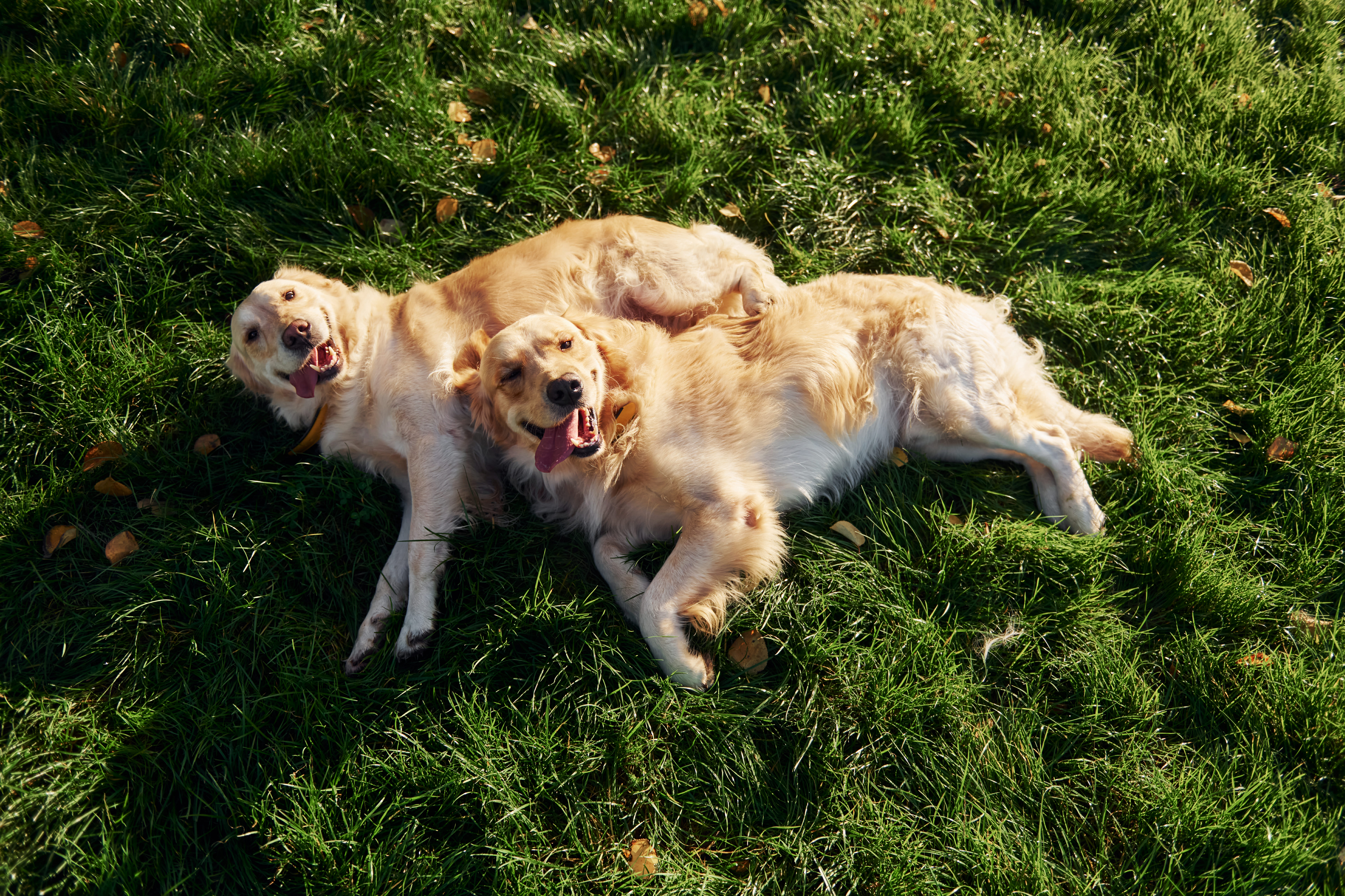 lying-down-on-grass-two-beautiful-golden-retrieve-2021-09-03-02-56-41-utc