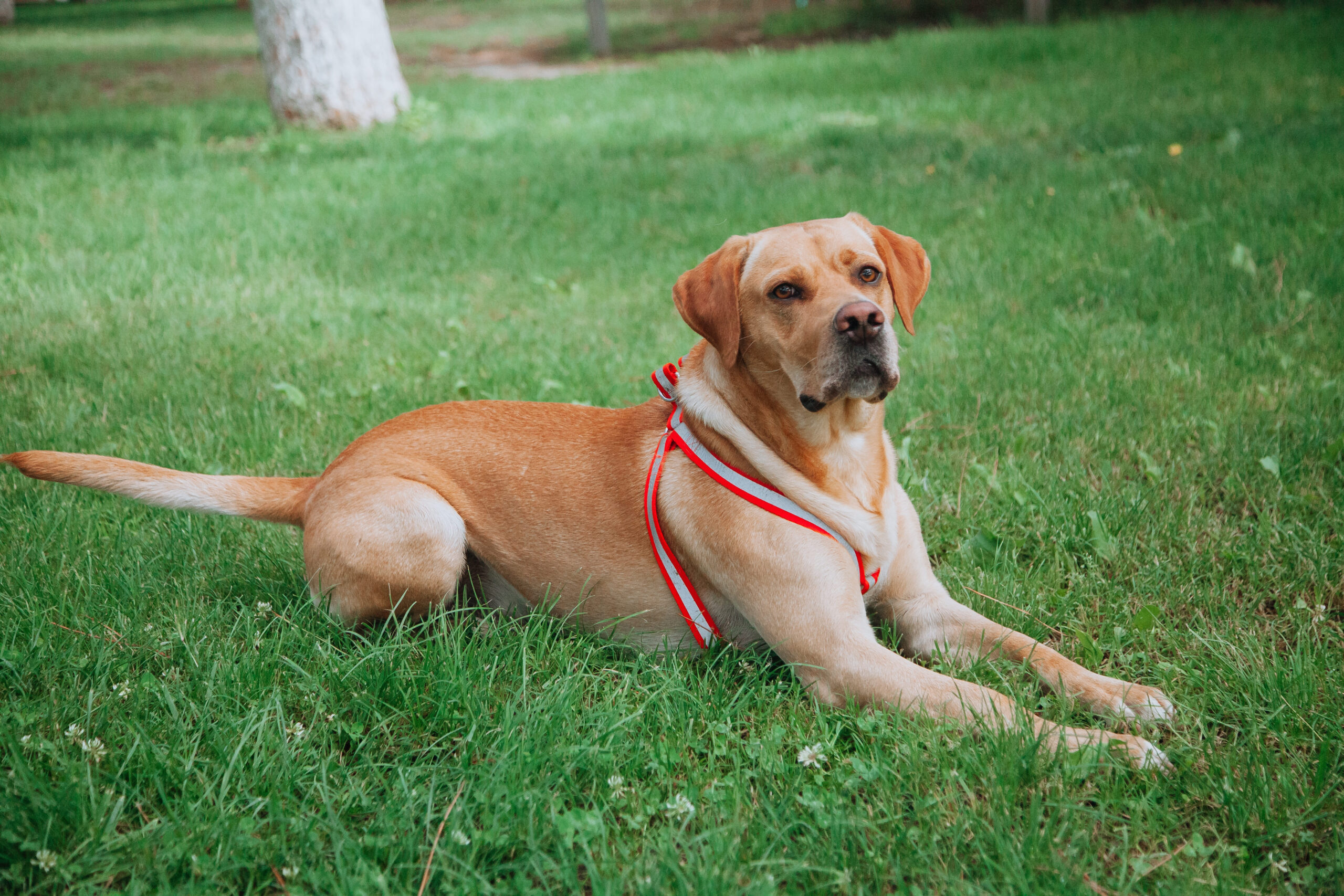 trained-labrador-pointer-dog-lying-on-the-grass-in-2022-11-10-18-02-23-utc